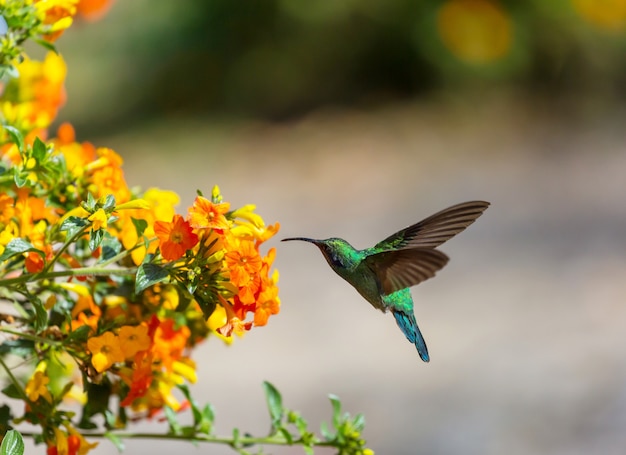 Beija-flor colorido na Costa Rica, América Central