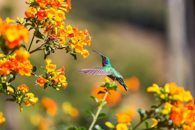 Beija-flor colorido na costa rica, américa central