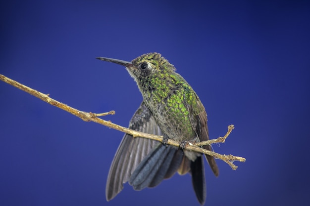 Beija-flor empoleirada em galho de árvore em fundo azul