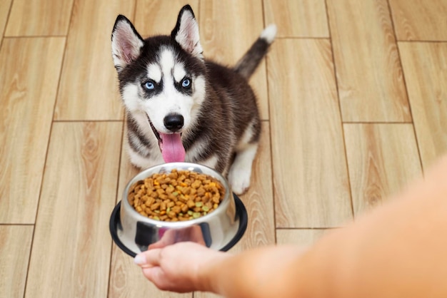 Beim Füttern eines hungrigen Husky-Hündchens gibt der Besitzer seinem Hund eine Schüssel Pellets