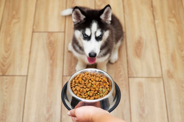 Beim Füttern eines hungrigen Husky-Hündchens gibt der Besitzer seinem Hund eine Schüssel Pellets