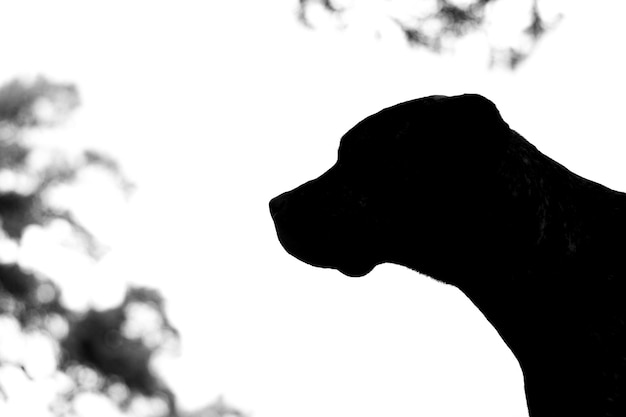 Beim Spaziergang mit meinem Hund