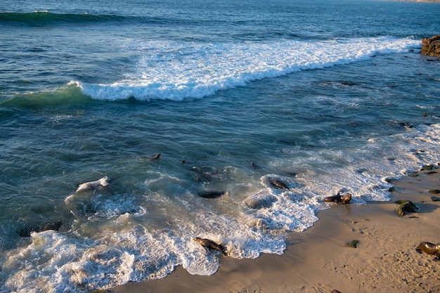 Beira-mar com focas selvagens em habitat natural