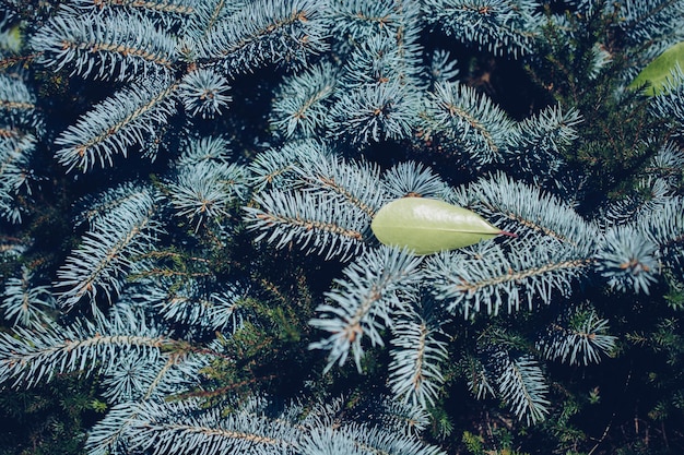 Beirais verdes como fundo de natureza floral da vegetação