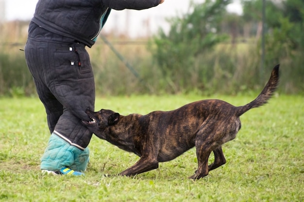 Beißender Holland Shepherd an der Landschaft