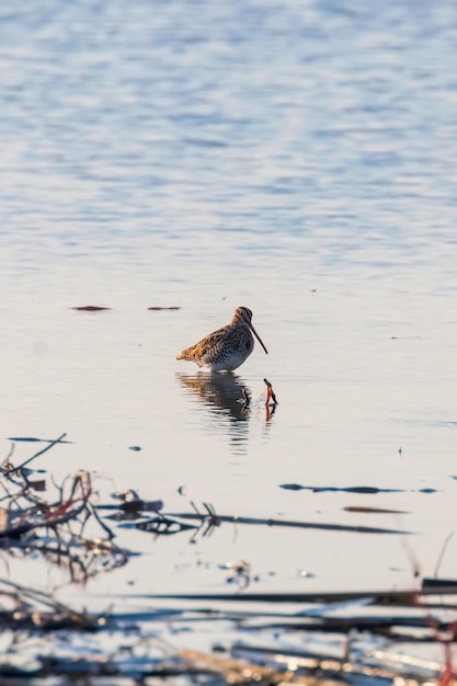 Bekassine (Gallinago gallinago) Vogel im Wasser