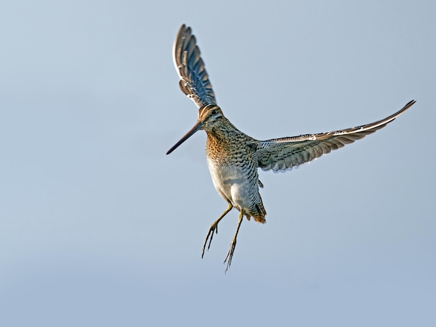 Bekassine Gallinago gallinago