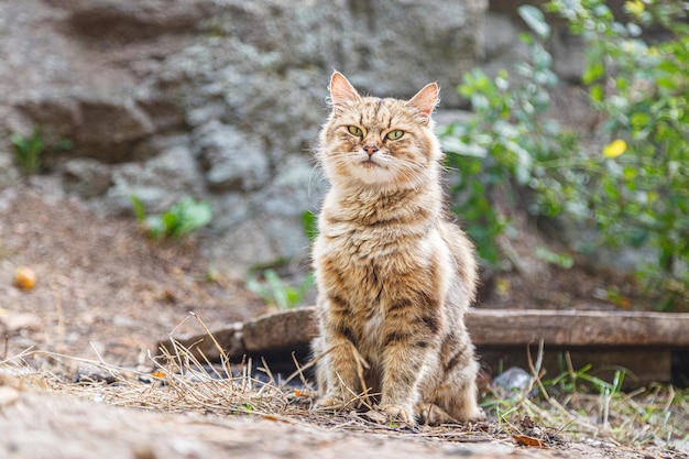 Bela aparência de um gato na natureza