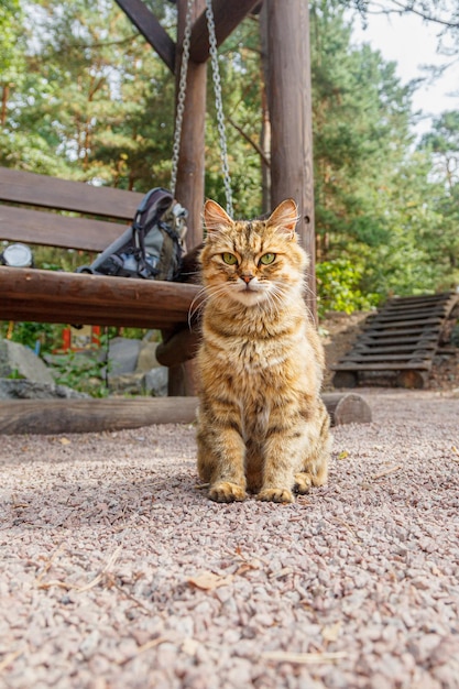 Bela aparência de um gato na natureza