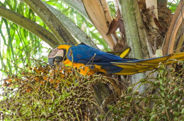 Bela arara canindé no pantanal brasileiro