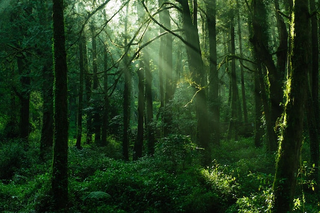 Foto bela árvore da floresta ecossistema da floresta tropical e conceito de ambiente saudável