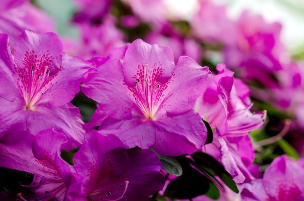 Bela árvore de flor de azaléia vibrante que floresce no jardim botânico, em Kiev. Flores brilhantes close-up.