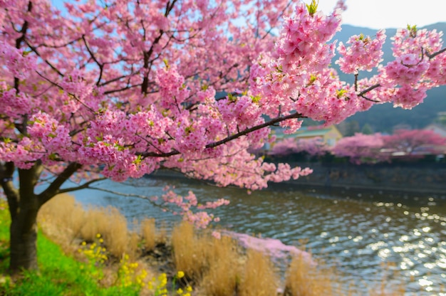 Bela árvore de Sakura do Japão