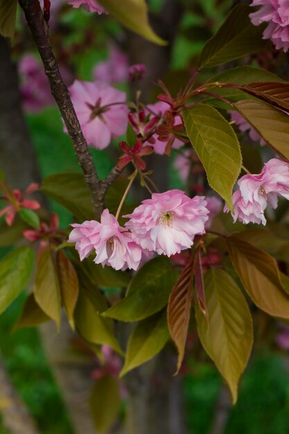 Bela árvore de sakura em flor na primavera Prunus serrulata