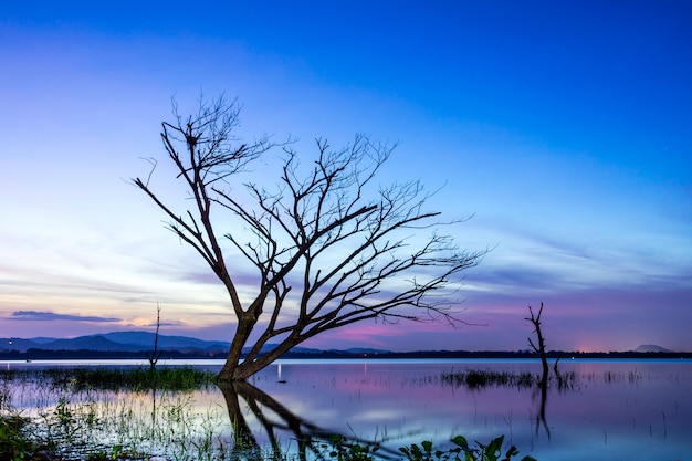 Bela árvore dentro do Bang Phra Reservoir no nascer do sol, Sriracha, Chonburi, Tailândia