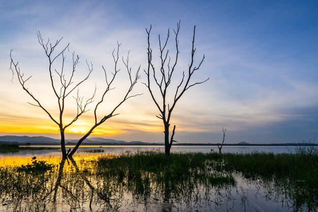 Bela árvore dentro do Bang Phra Reservoir no nascer do sol, Sriracha, Chonburi, Tailândia