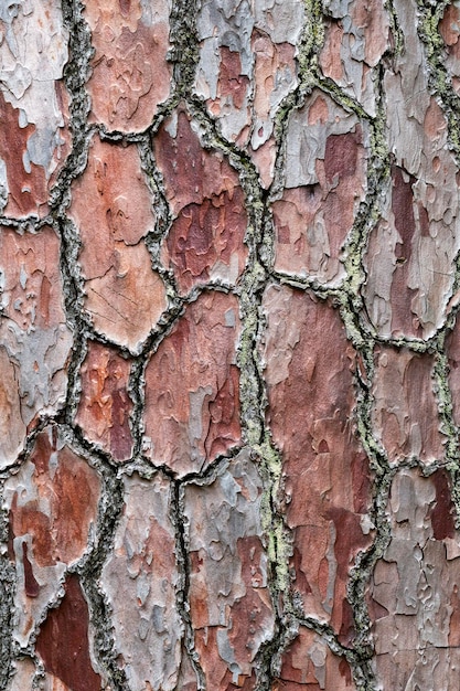 Bela árvore em uma floresta da europa oriental