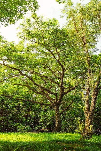 Bela árvore gigante com verdes ao redor na reserva natural de porto rico Humacao.