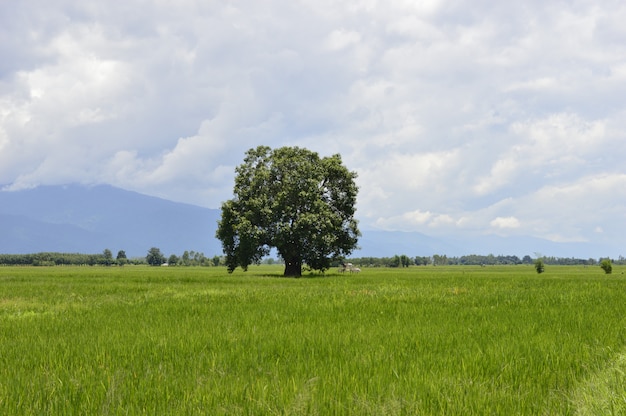 Bela árvore no meio do campo é o céu.