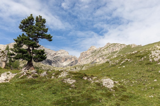 Bela árvore rodeada pelo Parque Natural Dolomitas Puez Odle Alpes italianos