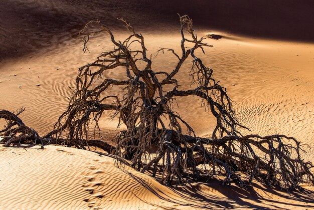 Bela árvore seca nas dunas