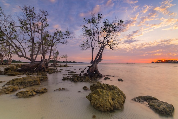 bela atmosfera do nascer do sol na praia com manguezais ao longo da costa