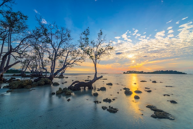 bela atmosfera do nascer do sol na praia com manguezais ao longo da costa