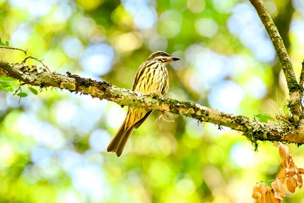 Bela ave adulta streaked flycatcher na natureza no brasil