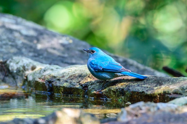 Bela azul Nilgiri papa-moscas de pé na rocha perto de pequeno lago na floresta