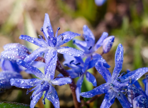 Bela azul Scilla Siberica