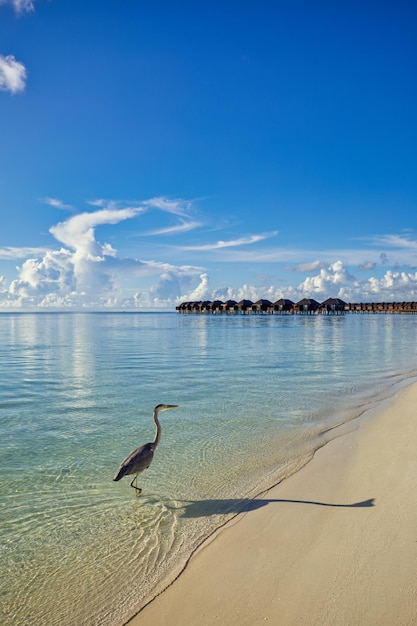 Bela baía de mar ensolarado, pássaros e sombras na natureza tropical. Villas de resort de luxo para férias na praia