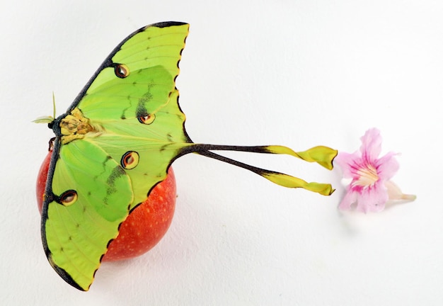 Bela borboleta verde de uma forma incomum Saturnia mariposa cometa Argema mimosae em maçã vermelha