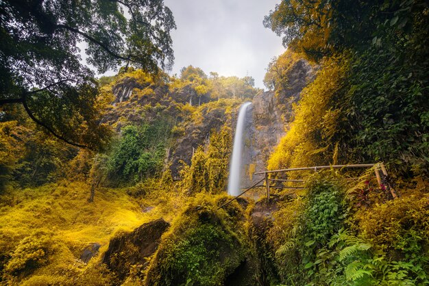 Bela cachoeira na floresta tropical