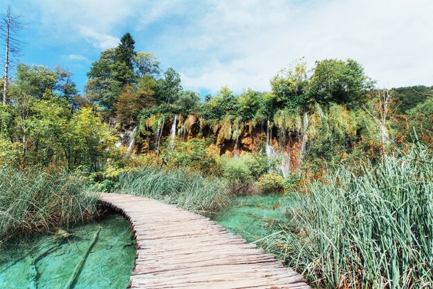 Bela cachoeira na floresta verde verão.