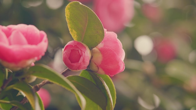 Bela camélia rosa japonica no jardim Camélia rosa simboliza a grandeza da alma