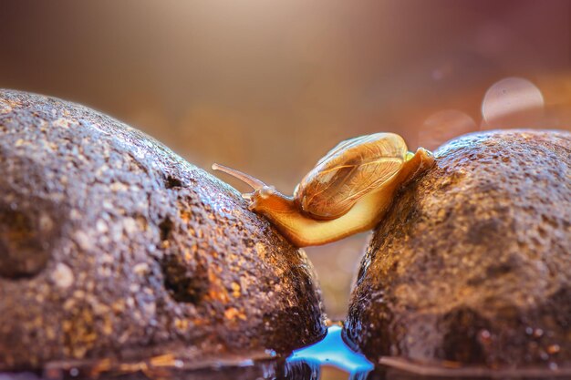 bela caracol uma cruz na pedra