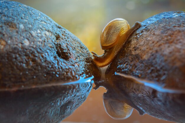 bela caracol uma cruz na pedra