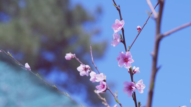 Bela cena da natureza com árvore de amêndoa em flor com flores de primavera design de fundo de Páscoa