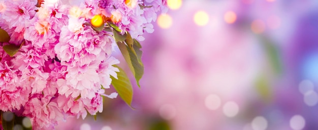 Bela cena da natureza com árvore de flores desabrochando