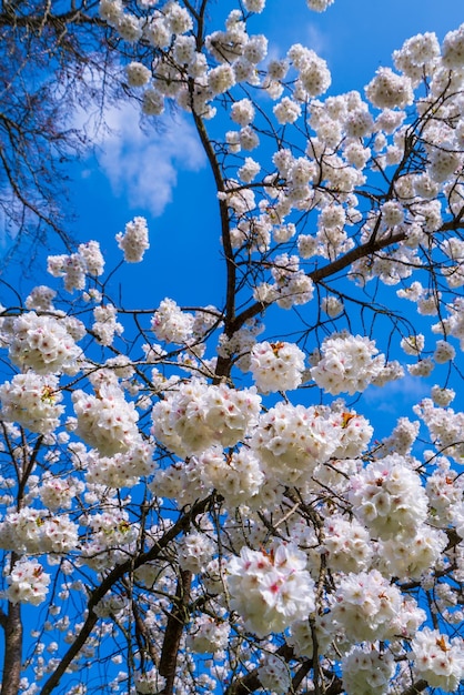 Bela cena da natureza com árvore florescente e fundo de primavera de clarão solar