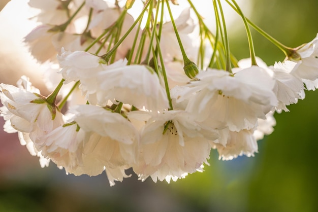 Foto bela cena da natureza com uma cerejeira branca em flor na primavera