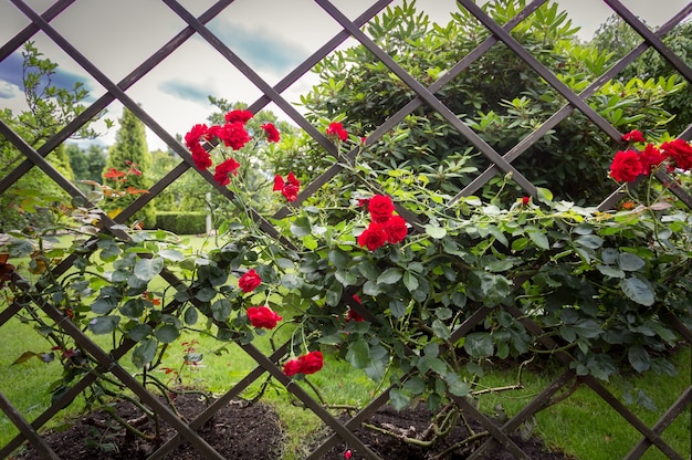 Bela cerca decorativa de madeira coberta de rosas vermelhas no parque