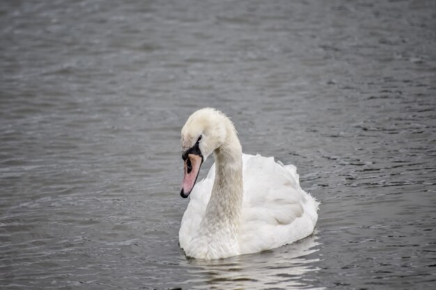 Bela cisne está nadando no lago, Windermere, Lake District, Inglaterra