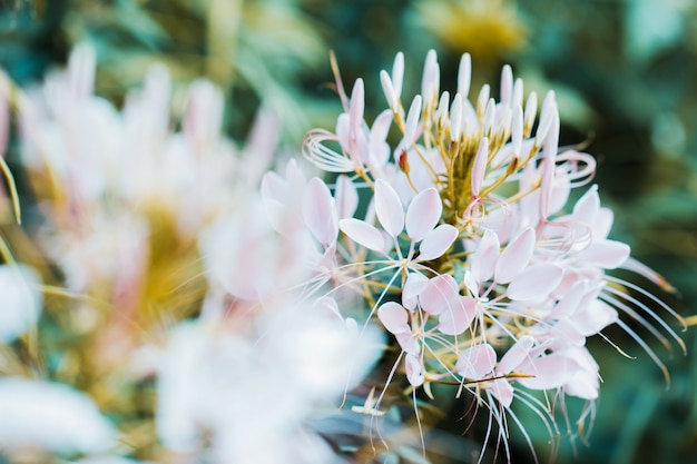 Bela cleome spinosa ou flor de aranha no jardim, fundo de natureza