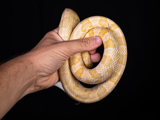 Bela cobra híbrida, cruzamento de duas espécies, cobra do milho e cobra rato.