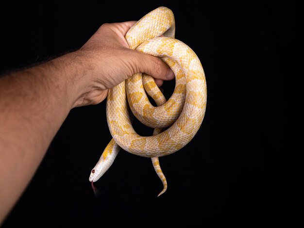 Bela cobra híbrida