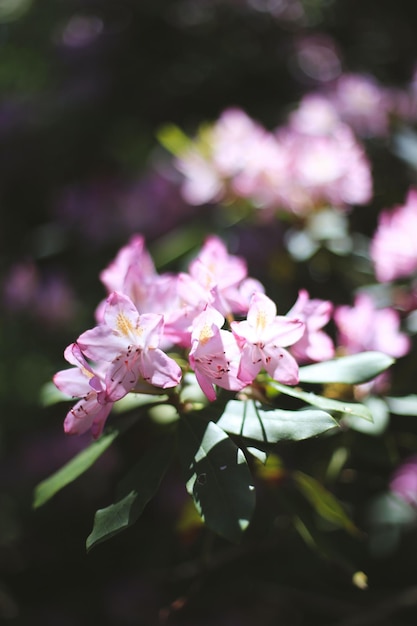 Bela coleção de flores na selva escura