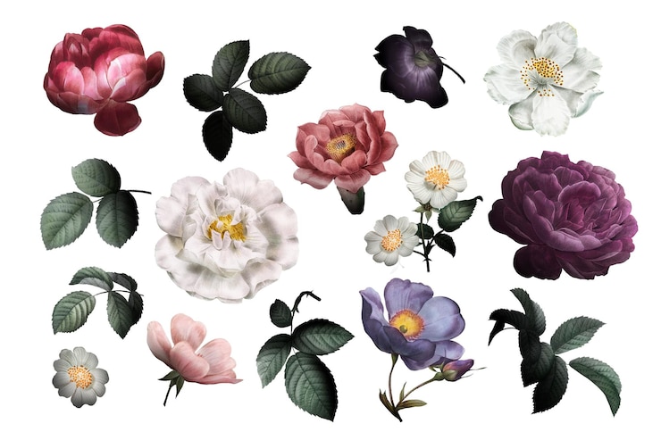 Foto bela coleção de rosas desenhadas à mão png transparente