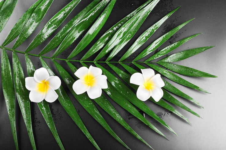 Foto bela composição de flor de frangipani em folhas de palmeira fecha