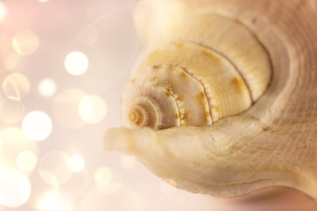 Bela concha bege do mar no fundo branco. Fotografia artística. Foco seletivo. Macro.